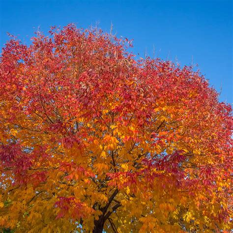 autumn purple ash tree|autumn purple ash for sale.